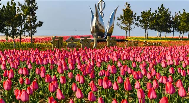 4月南海新區(qū)的郁金香廣場，22萬余株郁金香盛開